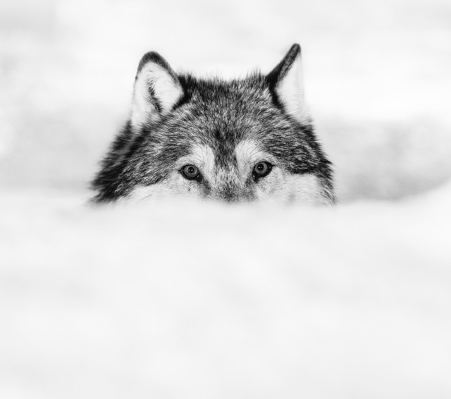 David Yarrow, ‘Encroachment ’, 2017, Photography, Archival Pigment Print, Maddox Gallery