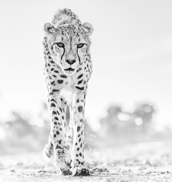 David Yarrow, ‘Hot legs’, 2019, Fineart Oslo