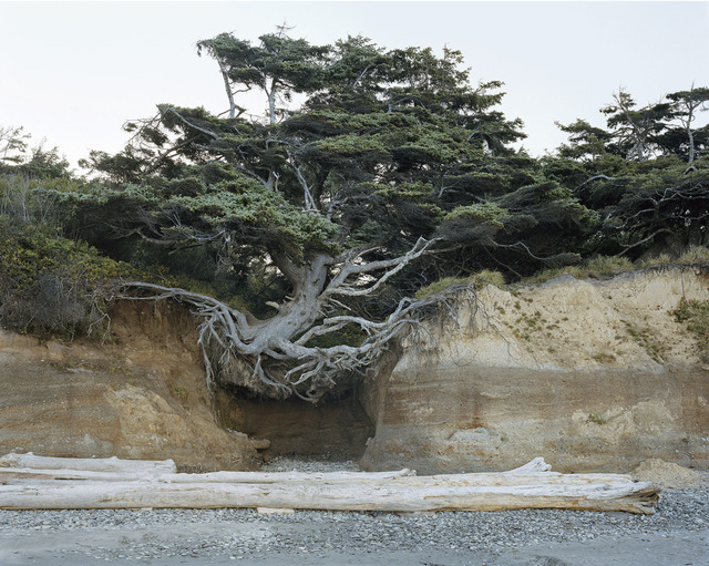Mitch Epstein, ‘Kalaloch, Olympic National Park, Washington 2017’, 2017, McEvoy Foundation for the Arts