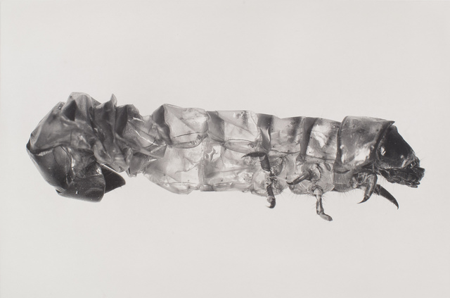 Carsten Höller, ‘Puppen’, 2013, BORCH