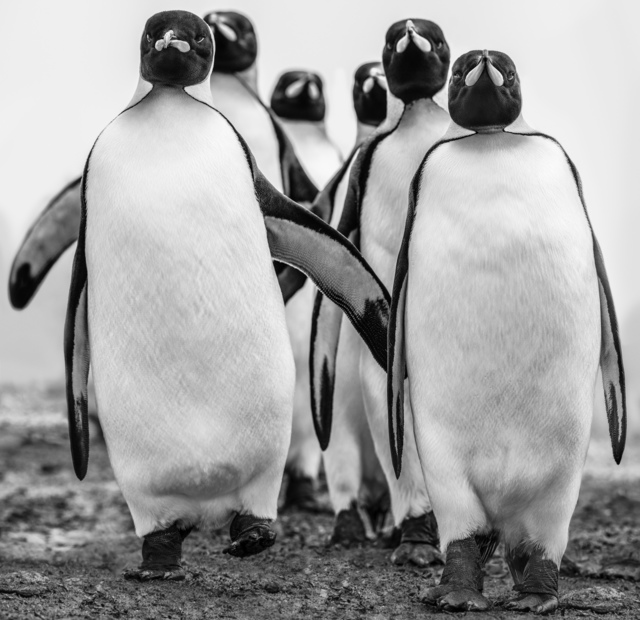 David Yarrow, ‘Wise Guys’, 2018, Fineart Oslo