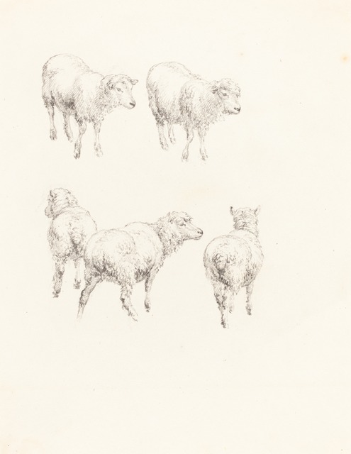 Robert Hills, ‘Five Sheep’, National Gallery of Art, Washington, D.C.
