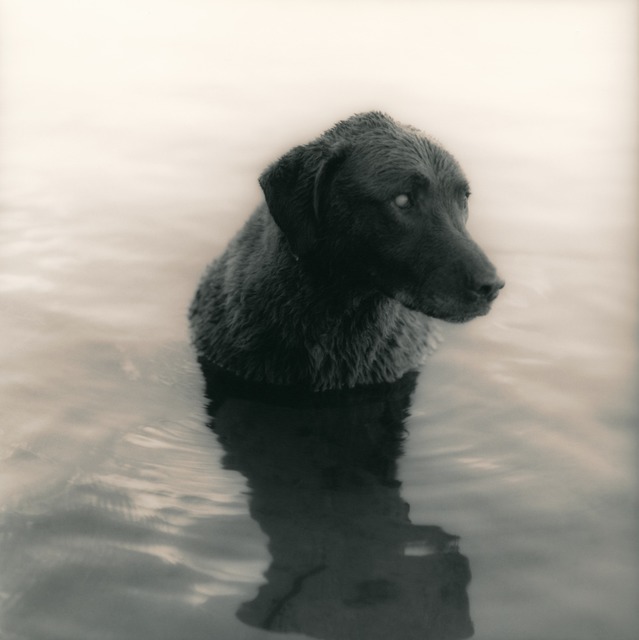 Ken Rosenthal, ‘Near Twilight’, 2010, Photography, Split-Toned Gelatin Silver Print, photo-eye Gallery