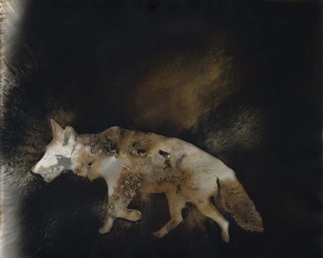 Christopher Colville, ‘Coyote 7’, 2016, Etherton Gallery