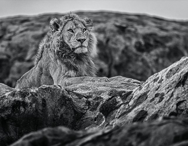 David Yarrow, ‘Serengeti’, 2019, Hilton Asmus