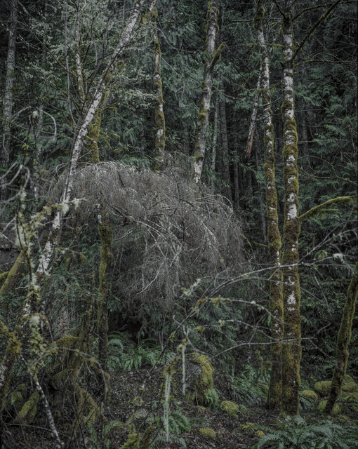 Chris Bennett, ‘From the series Darkwood, #10’, 2014, Photography, Archival Pigment Print, Circuit Gallery