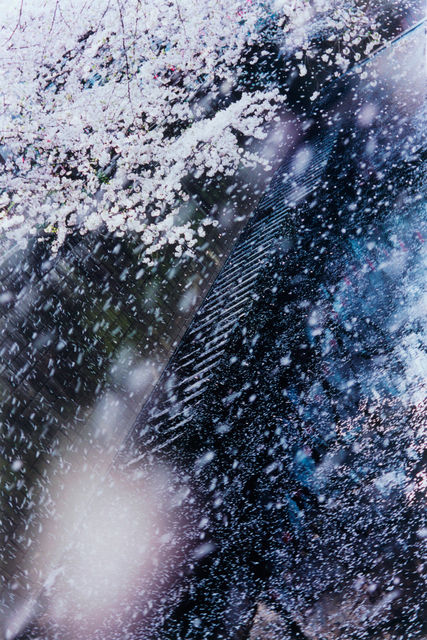 Mika Ninagawa, ‘PLANT A TREE’, 2011, Tomio Koyama Gallery