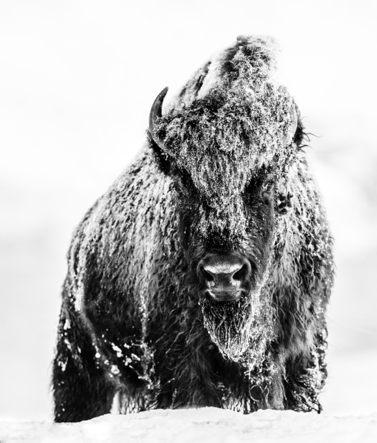 David Yarrow, ‘The Beast ’, Photography, Visions West Contemporary