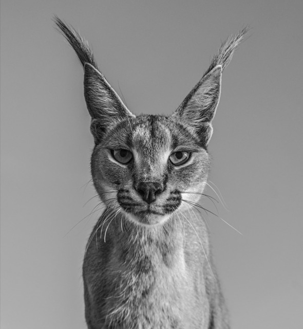 David Yarrow, ‘Harry Potter’, 2019, Isabella Garrucho Fine Art