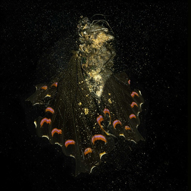 Mat Collishaw, ‘“Insecticide” (N° 28)’, 2012, Photography, C print, stined dark sapelle wood frame, Galleria Raucci / Santamaria