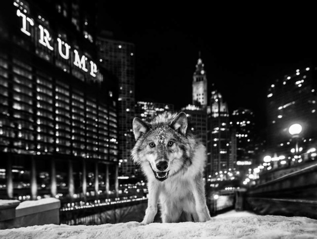 David Yarrow, ‘It's Only a Matter of Time’, 2017, Photography, Archival Pigment Print, Hilton Asmus