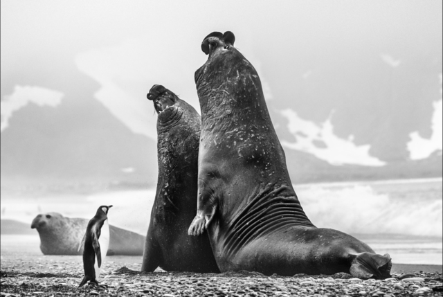 David Yarrow, ‘You Sat On My Husband’, 2018, Isabella Garrucho Fine Art