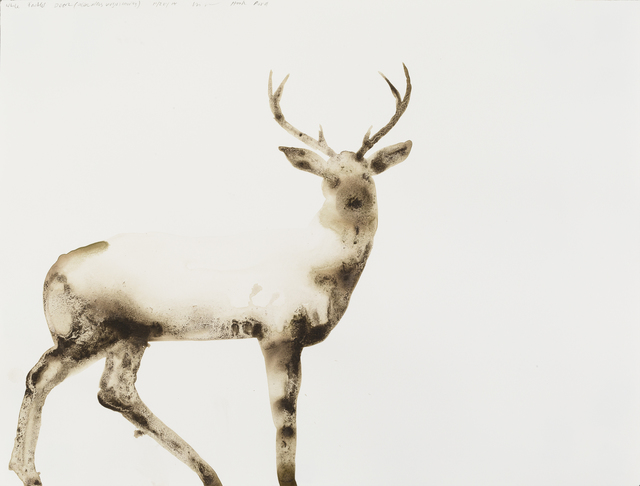 Alexis Rockman, ‘White-Tailed Deer (Odocoileus virginianus)’, 2014, Parrish Art Museum