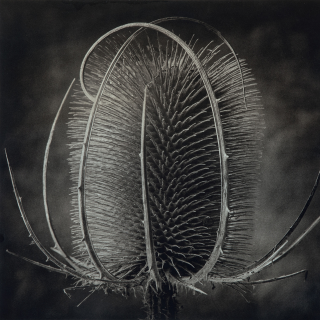 Cy DeCosse, ‘Provence Thistle’, Gallery 270