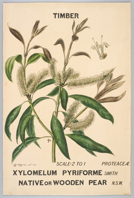 Agard Hagman, ‘Botanical illustration of Xylomelium pyriforme (Native or Wooden Pear)’, 1887, Powerhouse Museum