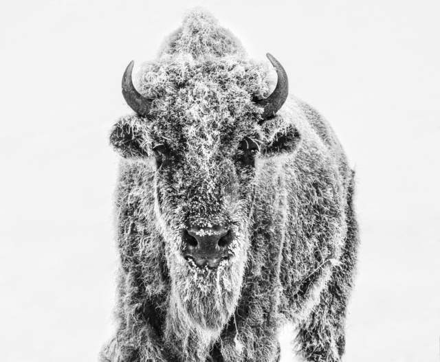 David Yarrow, ‘Ice Age’, 2019, Fineart Oslo