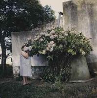 Hydrangeas, from the Adventures of Guille and Belinda and the Enigmatic Meaning of their Dreams