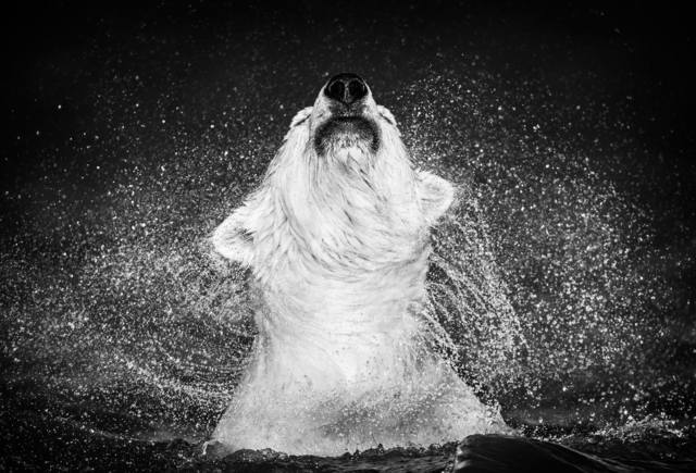 David Yarrow, ‘Diamonds in the Sky’, 2018, Photography, 315gsm Hahnemuhle Photo Rag Baryta Paper
, Isabella Garrucho Fine Art