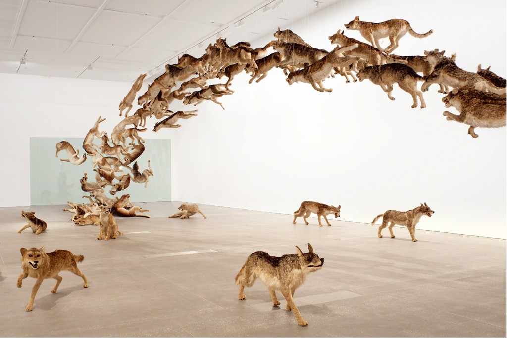 “Head On”
2006
99 life-sized replicas of wolves and glass wall. Wolves: gauze, resin, and hide
Dimensions variable
The Deutsche Bank Collection
Photograph: Jon Linkins, Courtesy: Queensland Art Gallery ׀ Gallery of Modern Art
“Head On”
2006
99 life-sized replicas of wolves and glass wall. Wolves: gauze, resin, and hide
Dimensions variable
The Deutsche Bank Collection
Photograph: Jon Linkins, Courtesy: Queensland Art Gallery ׀ Gallery of Modern Art