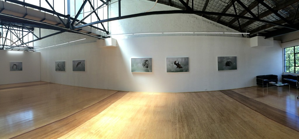 Installation View, Helen Pynor 'The Accidental Primate' Installation View, Helen Pynor 'The Accidental Primate'
