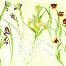 Elizabeth Blackadder