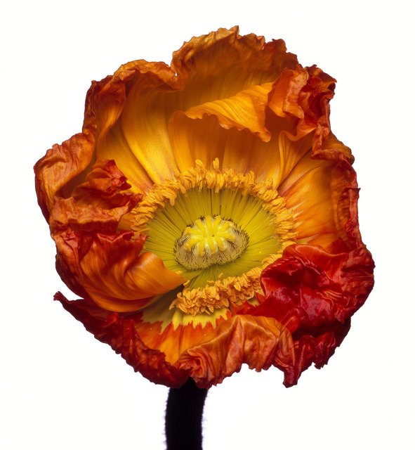 Michael Zeppetello, ‘Iceland Poppy (Z)’, 2018, Almond & Co.
