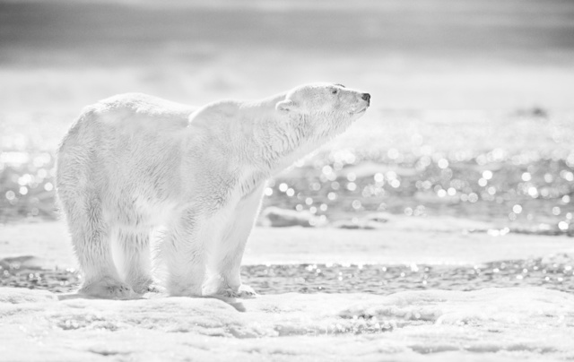 David Yarrow, ‘Emperor of the North’, 2017, Isabella Garrucho Fine Art