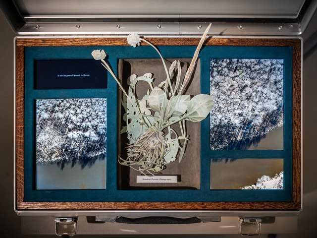 Johannes Heldén, ‘Meditation (Broadleaf Plantain)’, 2019, Mixed Media, Suitcase in aluminium, future suede, two animations, watercolour collage, Cecilia Hillström Gallery