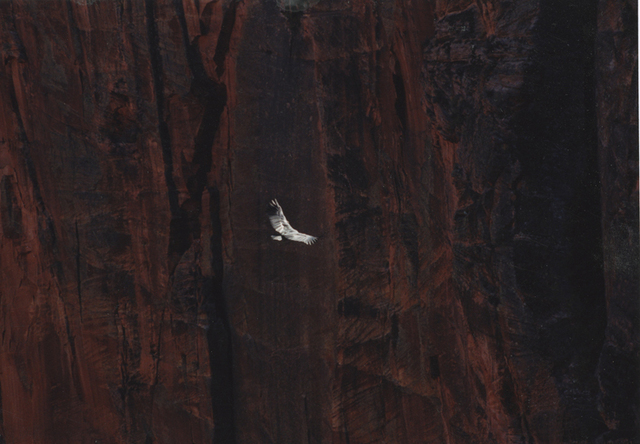 Daniel Gustav Cramer, ‘Untitled (Condor)’, 2012, Sies + Höke