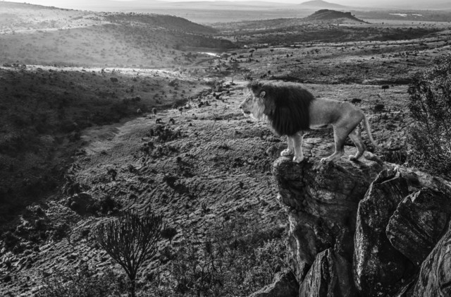 David Yarrow, ‘King of Kings’, ca. 2019, Photography, Archival Pigment Print, Samuel Lynne Galleries