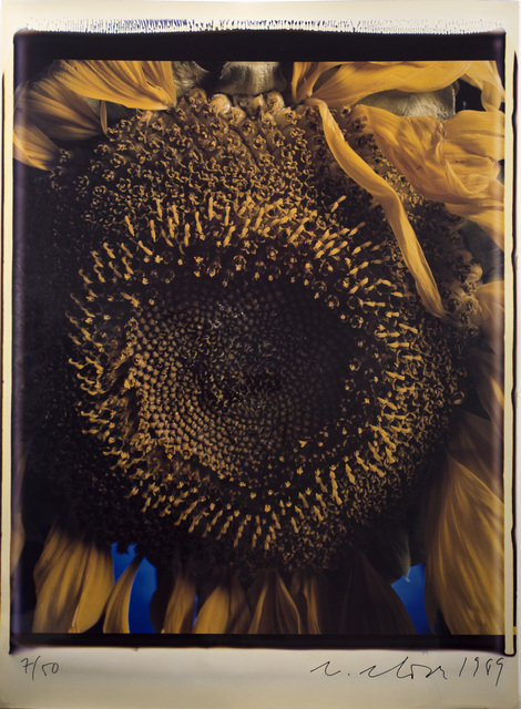 Chuck Close | Sunflower (1989) | Available for Sale | Artsy