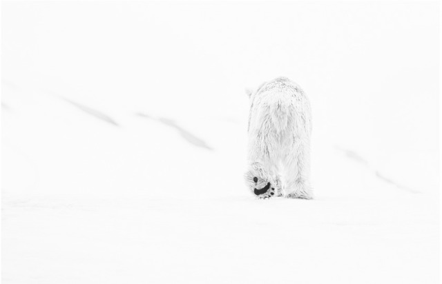 David Yarrow, ‘78 Degrees North 2’, ca. 2017, Samuel Lynne Galleries