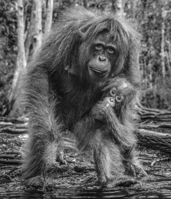 David Yarrow, ‘The House of Orange’, 2018, Hilton Asmus