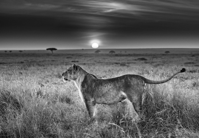 David Yarrow, ‘Serengeti’, 2016, Isabella Garrucho Fine Art