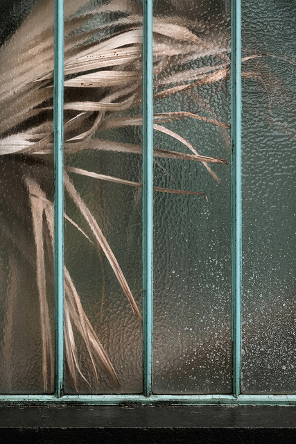 Samuel Zeller, ‘Arecaceae livistonia II’, 2017, ONE FOUR