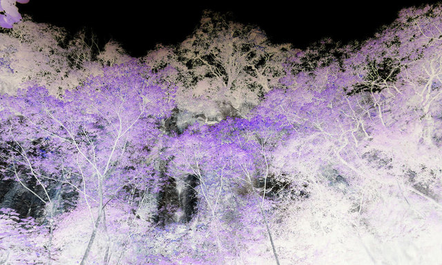 Denixe H. García, ‘"Ever"’, 2019, Galería COVARRUBIAS