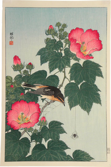 Ohara Koson, ‘Fly-catcher on Rose Mallow Watching Spider’, ca. 1932, Print, Woodblock print, Scholten Japanese Art