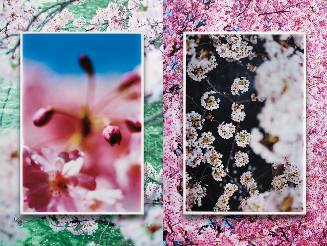 Mika Ninagawa, ‘earthly flowers, heavenly colors’, executed 2018, Phillips