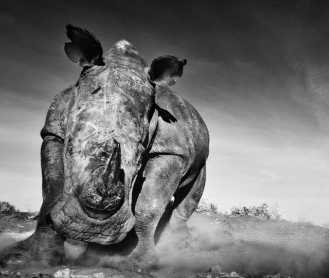 David Yarrow, ‘Charge’, Kunsthuis Amsterdam