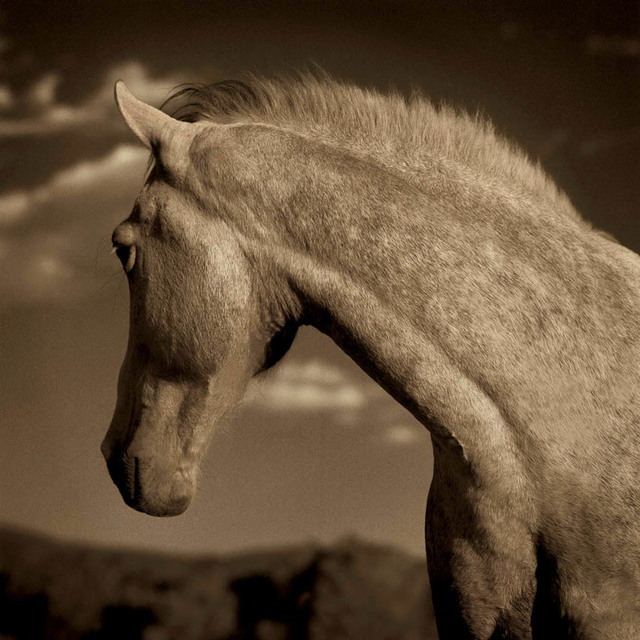 Michael Eastman, ‘Horse #1’, 2000, Duane Reed Gallery