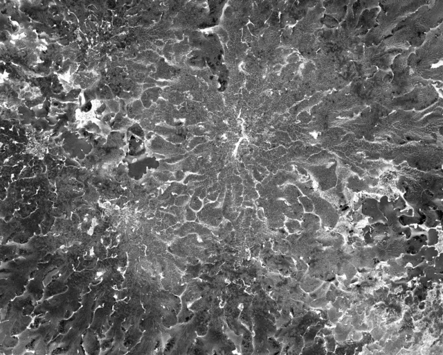 Katherine Wolkoff, ‘Lichen, Flavoparmelia Caperata’, 2017, Photography, Silver gelatin print, Benrubi Gallery