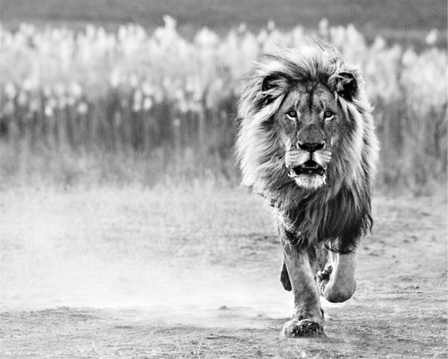 David Yarrow, ‘One Foot On The Ground’, 2014, Photography, Archival Pigment Print, Hilton Asmus