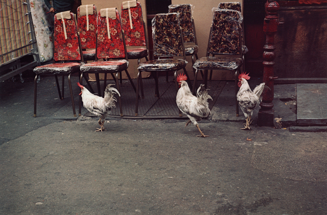Helen Levitt, ‘Untitled (Three Rosters), New York City, New York’, 1971, Robert Klein Gallery