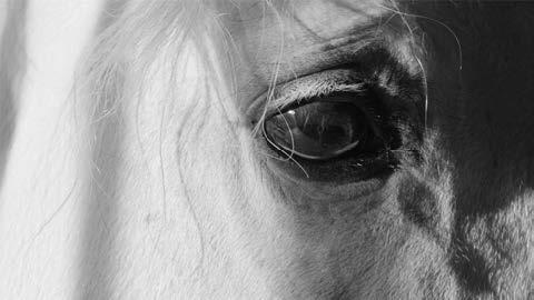 Katy Grannan, ‘Horse (Eye) I’, 2017, Fraenkel Gallery