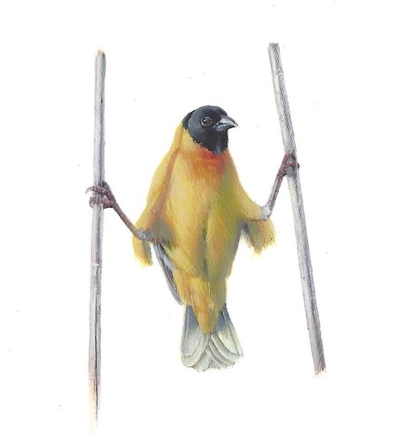 Dina Brodsky, ‘Yellow Bird Akimbo’, 2019, Garvey | Simon