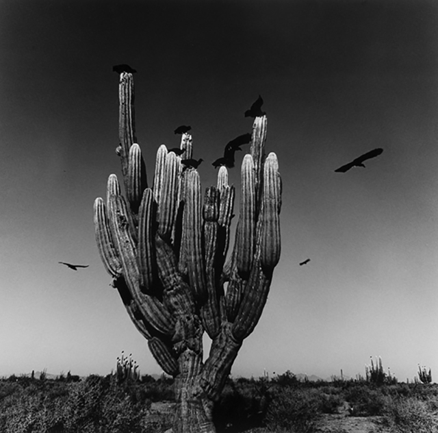 Graciela Iturbide, ‘Sahuaro, Desierto de Sonora, Mexico’, 1979, ROSEGALLERY