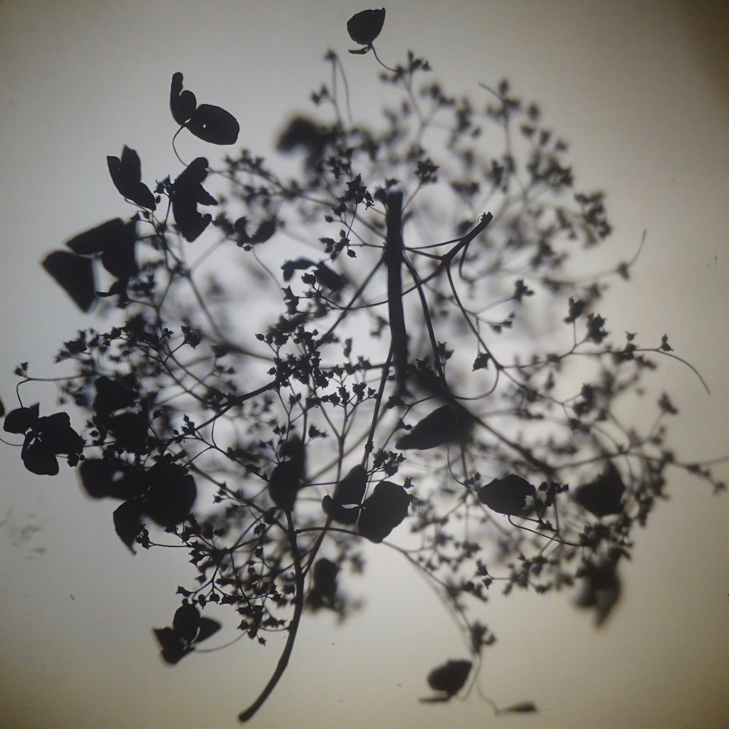 Caitlin Deibel, Hydrangea I, 2018, photo print, unique edition, 8.5 x 8.5 inches (21.59 x 21.59 cm) Caitlin Deibel, Hydrangea I, 2018, photo print, unique edition, 8.5 x 8.5 inches (21.59 x 21.59 cm)