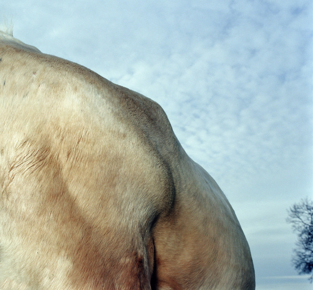 Leon Steele, ‘Pelage Rock’, 2002, Photography, Chromogenic Print, Wren London