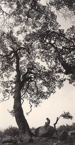 Pentti Sammallahti, ‘Untitled, (Monkey On Rock)’, 1994, Photography, Gelatin Silver Print, Peter Fetterman Gallery
