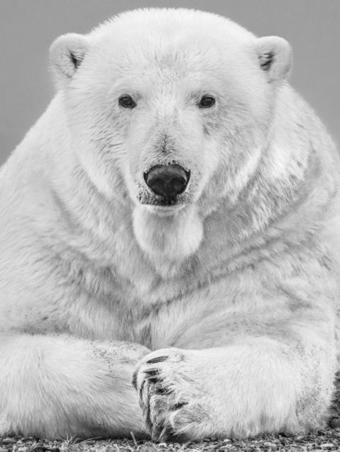 David Yarrow, ‘The Statesman ’, 2018, Maddox Gallery